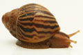 Cochlitoma varicosa F2 Gonubia, South Africa, juvenil, 2 cm